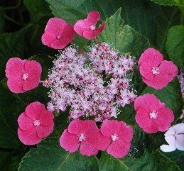 Hydrangea Zaunkonig - Pb6.5