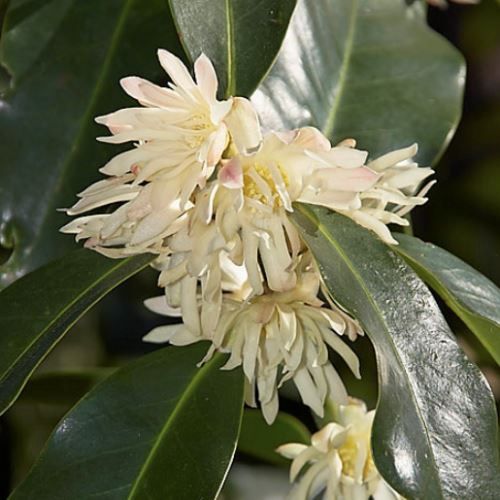 Illicium majus, Anise Tree
