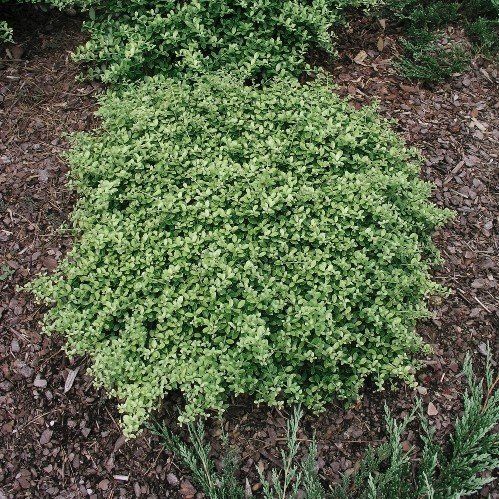 Ilex crenata Helleri - 2Ltr