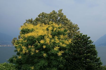 Koelreuteria paniculata, Golden Rain Tree - Pb40 (190/240)