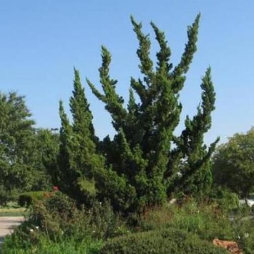 Juniperus Kaizuka, Hollywood Juniper - Pb18 (150/170)