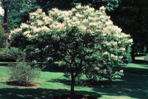 Koelreuteria paniculata, Golden Rain Tree - Pb6.5