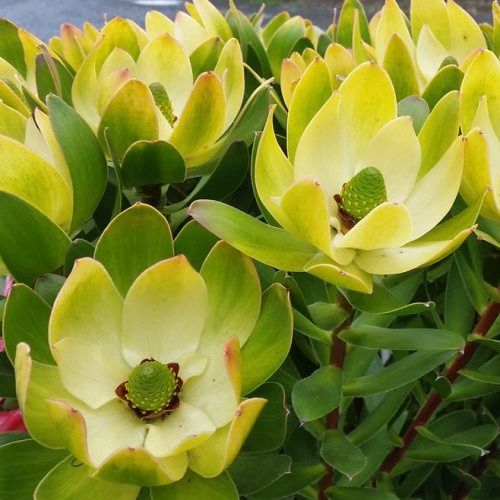 Leucadendron Waterlily - Pb5