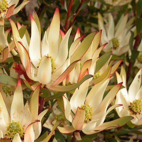 Leucadendron Julie - Pb5 (40/50)
