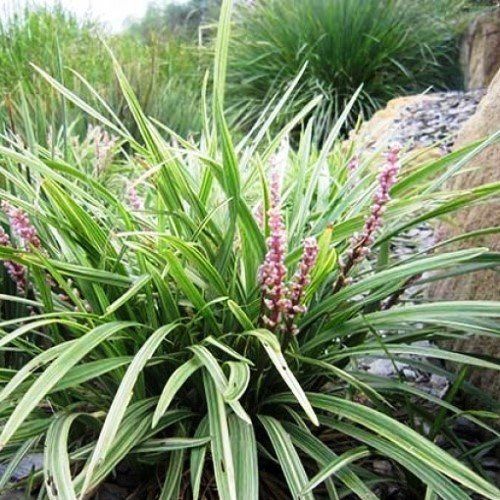 Liriope m. Samantha - 1.3Ltr