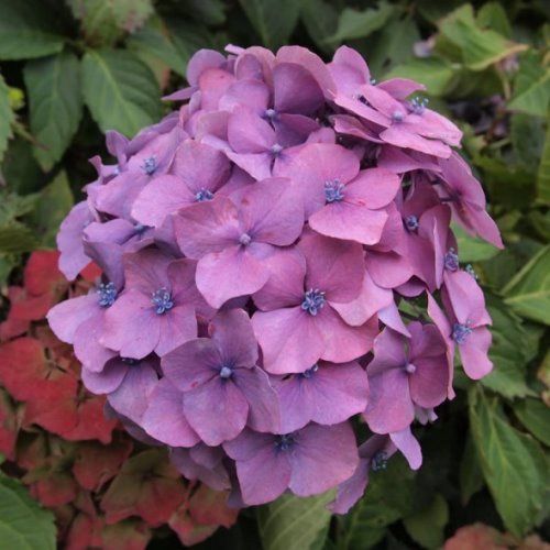Hydrangea Altona - Pb6.5