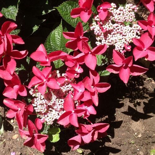 Hydrangea Strawberries and Cream - Pb6.5 (35/50)