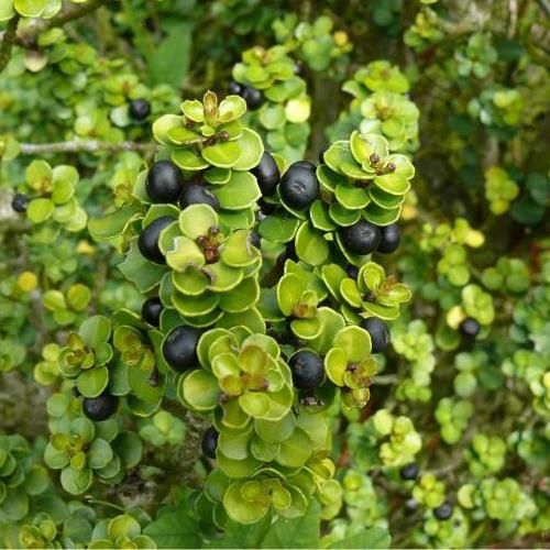 Ilex crenata Mariesii, Japanese Box Holly - Pb6.5