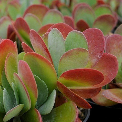 Kalanchoe th. Bronze Sculpture - 2.5ltr (15/35)