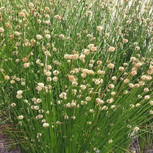 Isolepis nodosa, Knobby Clubrush - Pb6.5