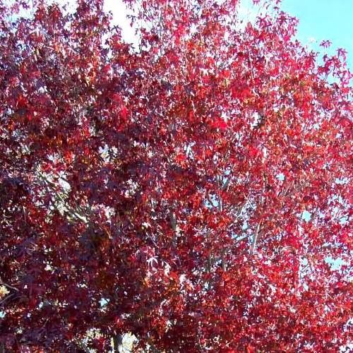 Liquidambar Richared, Sweet Gum - 45Ltr (250/300)
