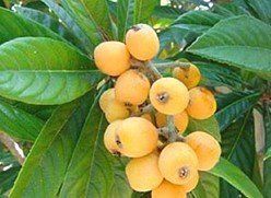 Loquat Thames Pride - Pb10/Pb12