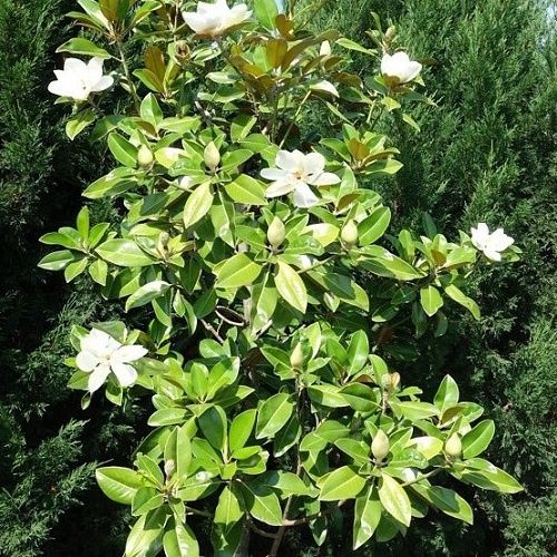 Magnolia Ferruginea - 25Ltr/35Ltr