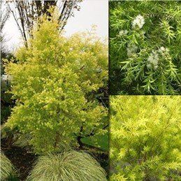 Melaleuca Revolution Gold  - Pb5 (20/30)