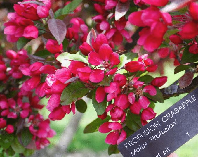 Malus Profusion, Crabapple - Pb18