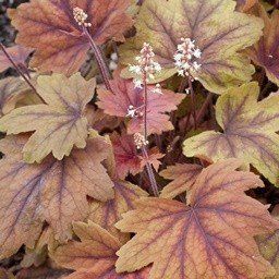 Heucherella Sweet tea 2Ltr