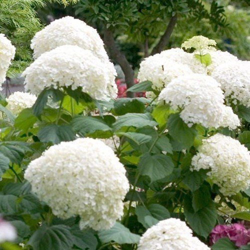 Hydrangea Snowball/Schneeball - Pot