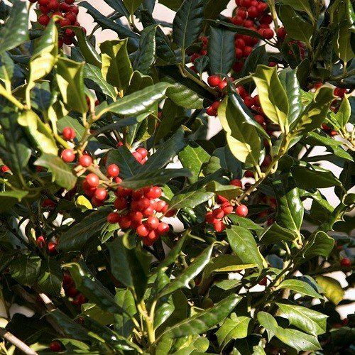 Ilex J. C. Van Tol, Holly - Pb18