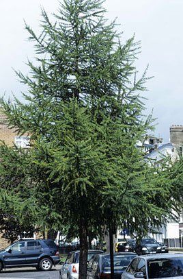 Larix decidua, European Larch - Pb12 (150/180)