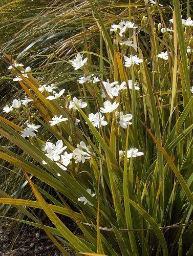Libertia ixioides - 2Ltr