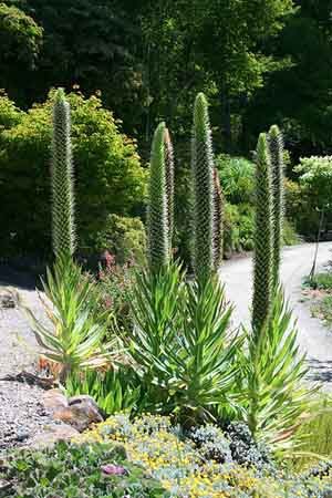 Lobelia aberdarica - Pb5/2Ltr