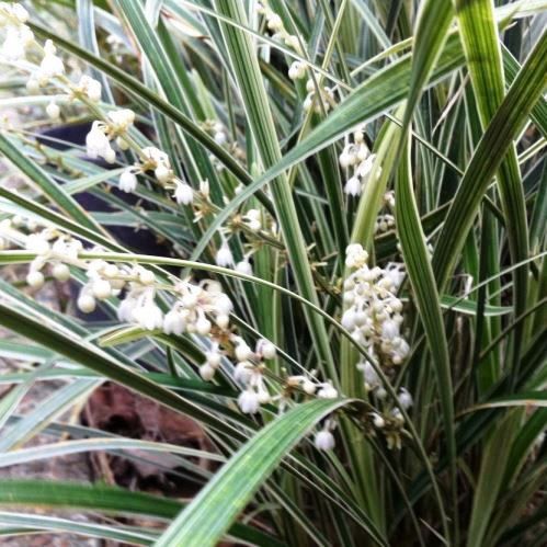 Liriope m. Stripey White, Lilyturf - 1.3Ltr