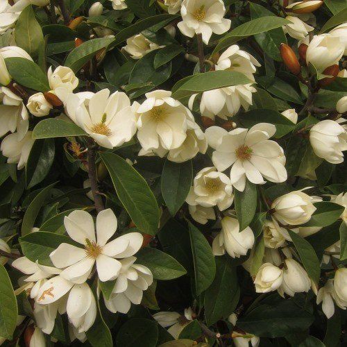 Magnolia Fairy Cream - Pb28