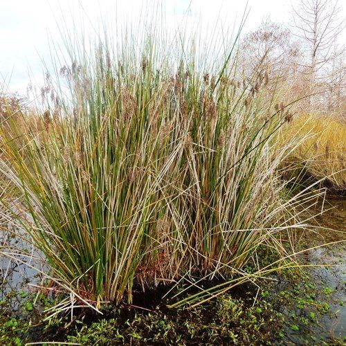 Machaerina articulata, Jointed Twig Rush - Pb6.5