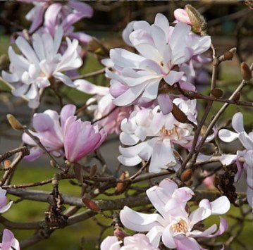 Magnolia stellata King Rose - Pb28