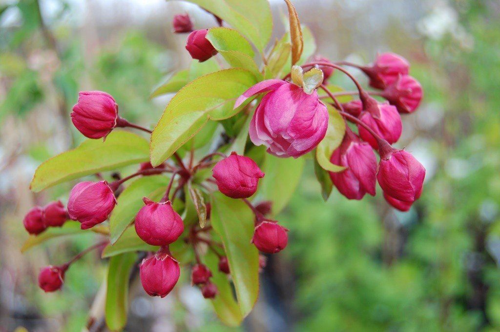 Malus Van Eseltine, Crabapple - Pb18/25Ltr