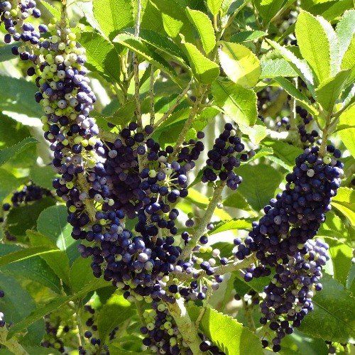 Melicytus ramiflorus - Pb5/Pb6.5