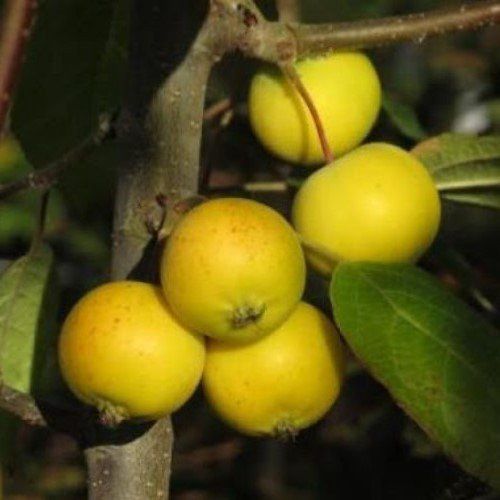 Malus Arrow Gold, Crabapple - Pb18/Pb28