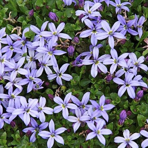 Lobelia Country Park - 2Ltr