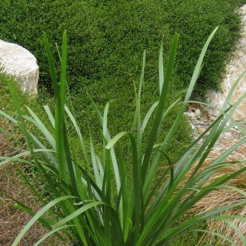 Lomandra l. Titan - Pb5