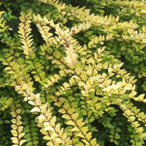 Lonicera n. Aurea - 1.5Ltr