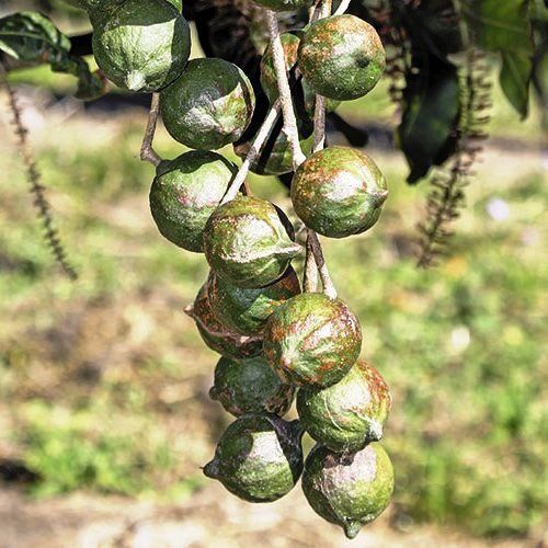 Macadamia Beaumont - Pb6.5