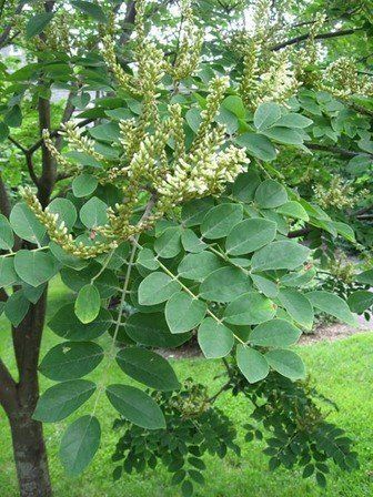 Maackia amurensis, Chinese Yellow Wood - Pb6.5