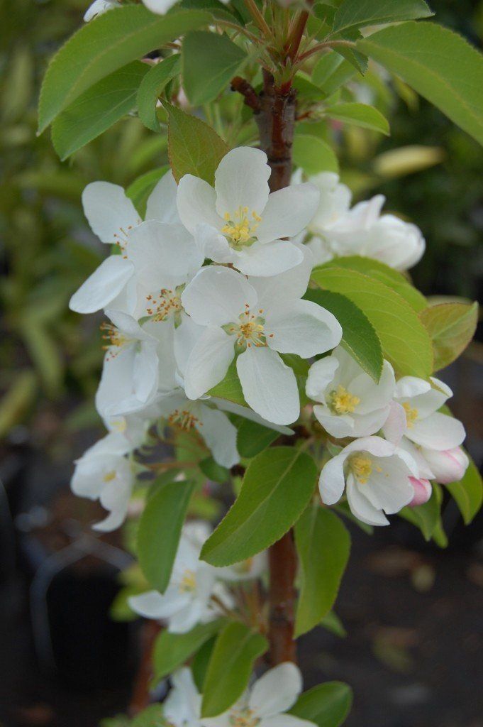 Malus Manchurian - Pb18