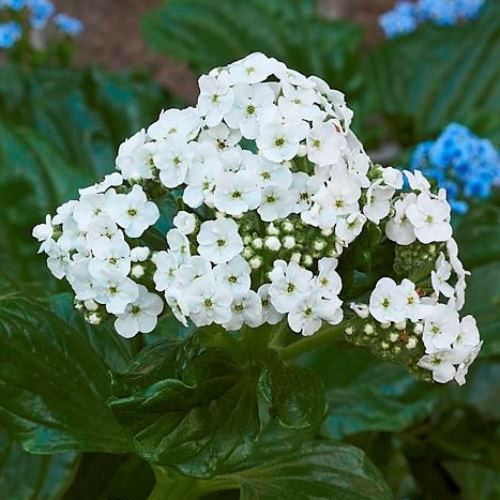 Myosotidium h. Alba - Pb6.5