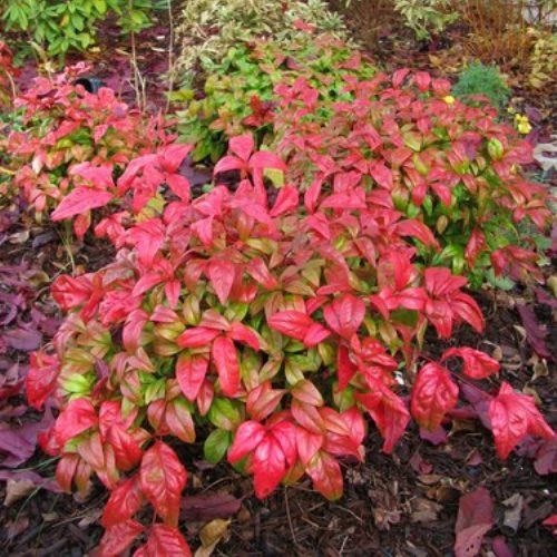 Nandina Firepower - 2Ltr/Pb5