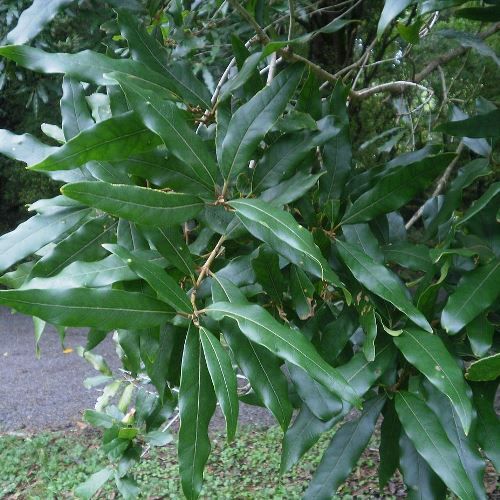 Nestegis cunninghamii, Black Maire - Pb3