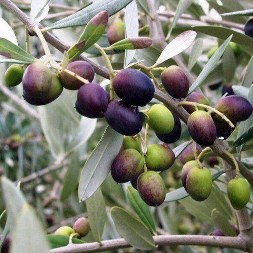 Olive Picholine - 2.5Ltr