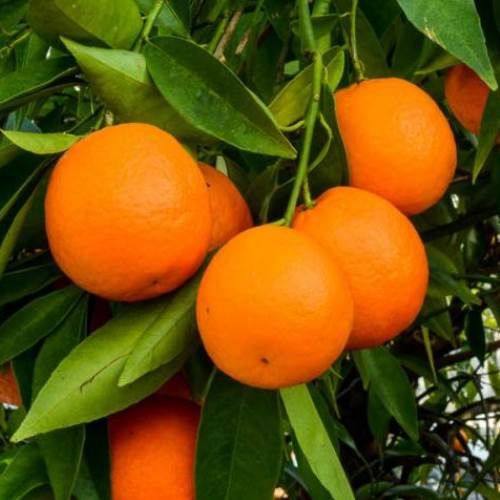 Orange Vainiglia Pink - Pb10