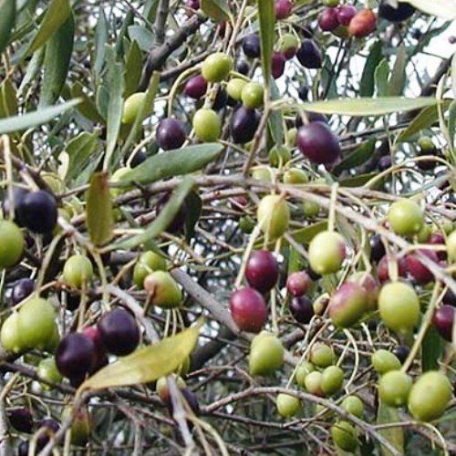 Olive Frantoio - 2.5Ltr/3.5Ltr (60/140)