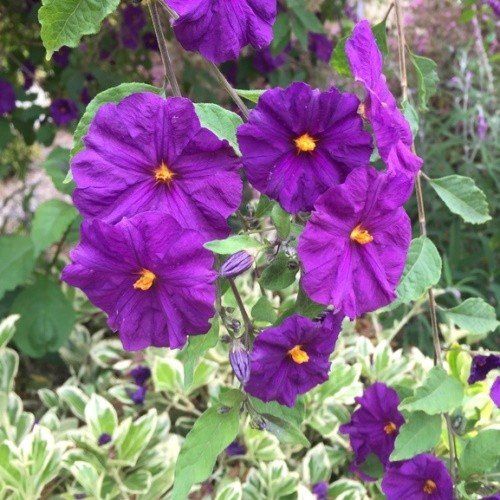 Lycianthes rantonnei - 12ltr