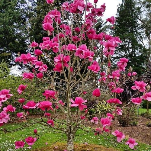 Magnolia Felix Jury - 10Ltr/15Ltr (1.5m/2m)