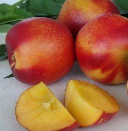 Nectarine Flavourzee (dwarf) - Pb18