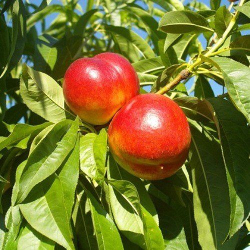 Nectarine Redfree - Pb18