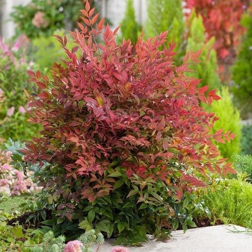 Nandina Obsession, Sacred Bamboo - 2Ltr