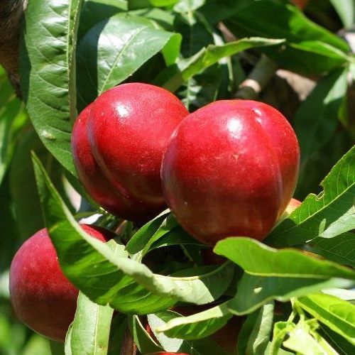 Nectarine Goldmine - Pb18/Pb28